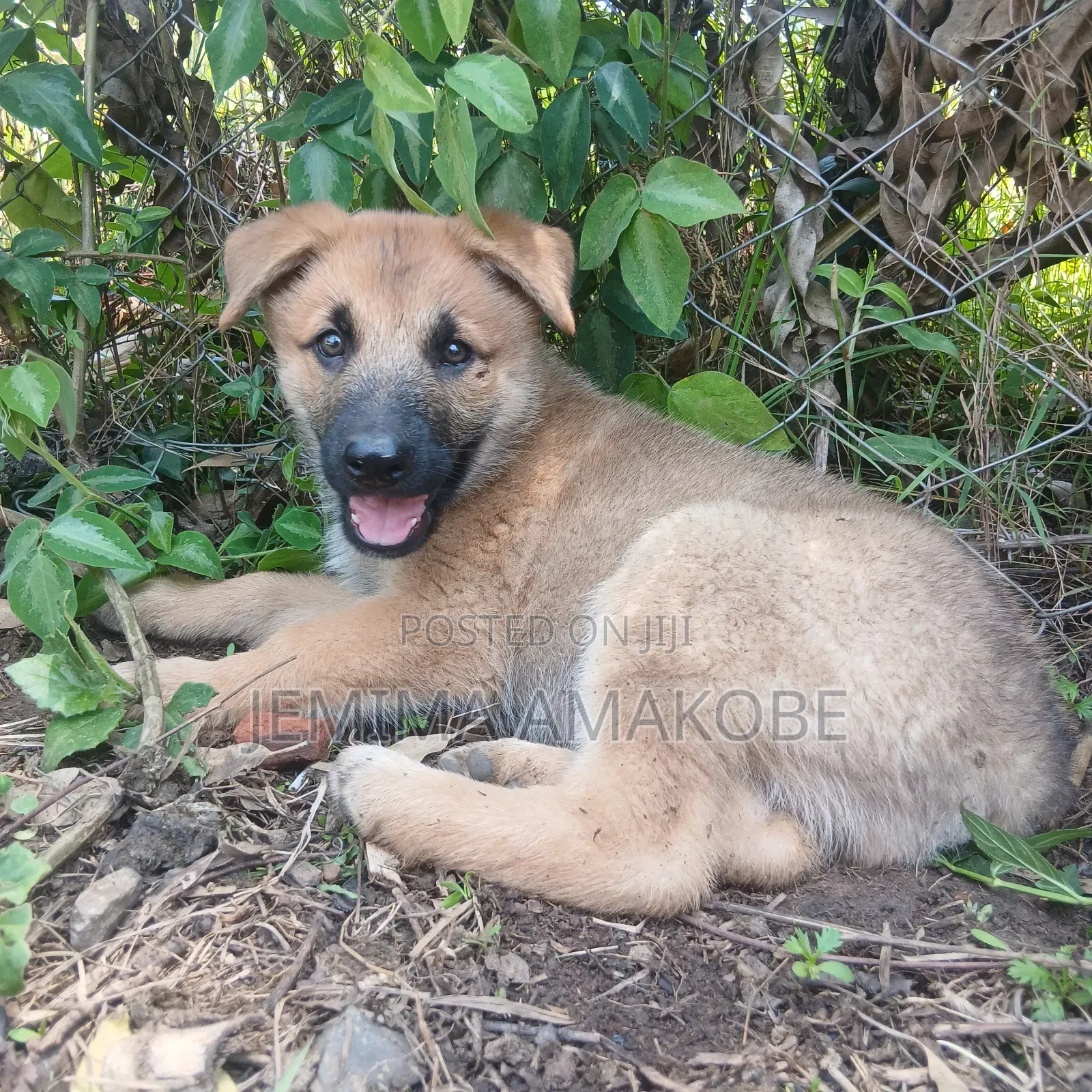 1-3 months Female Mixed Breed German Shepherd