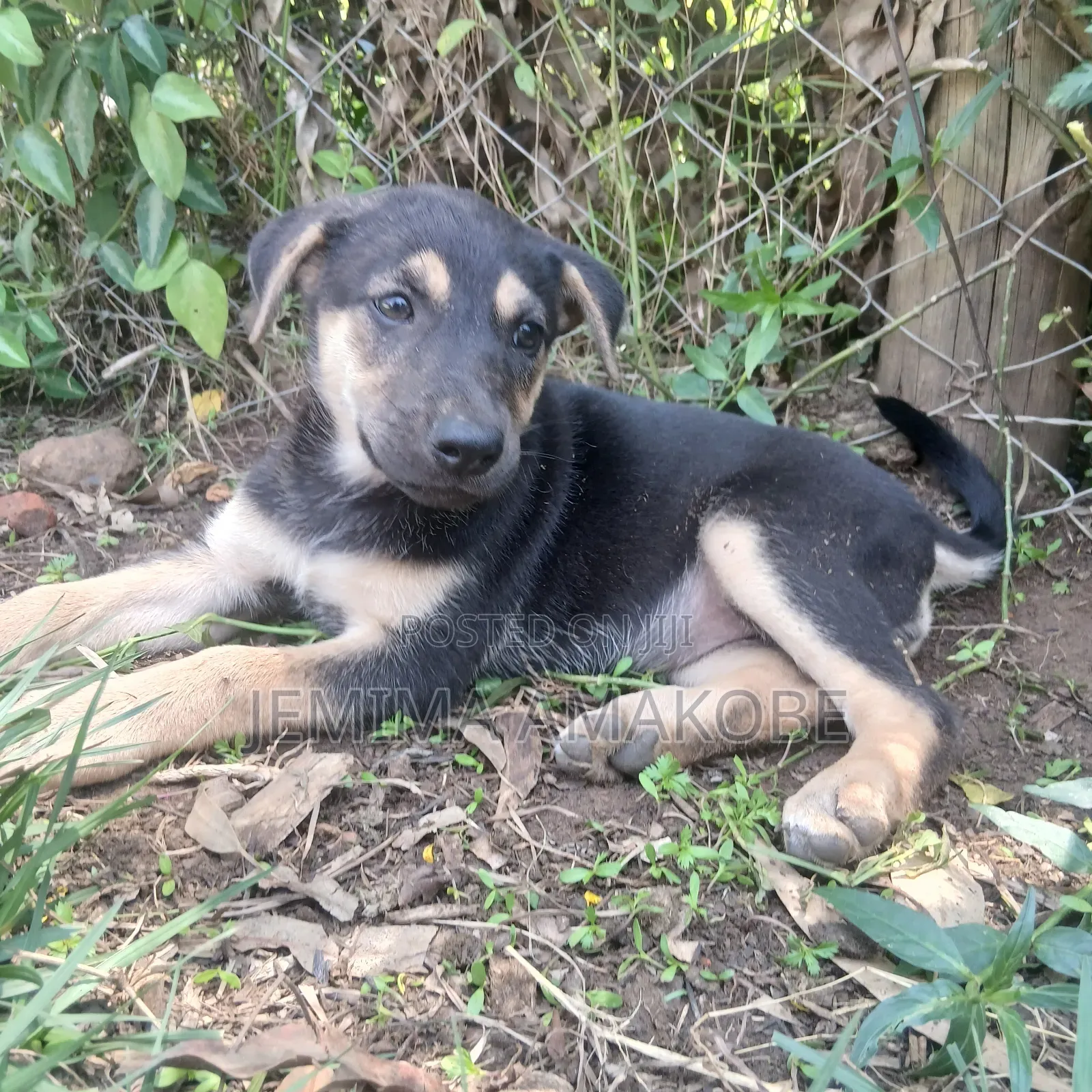 1-3 months Female Mixed Breed German Shepherd