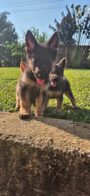 1-3 months Female Purebred German Shepherd