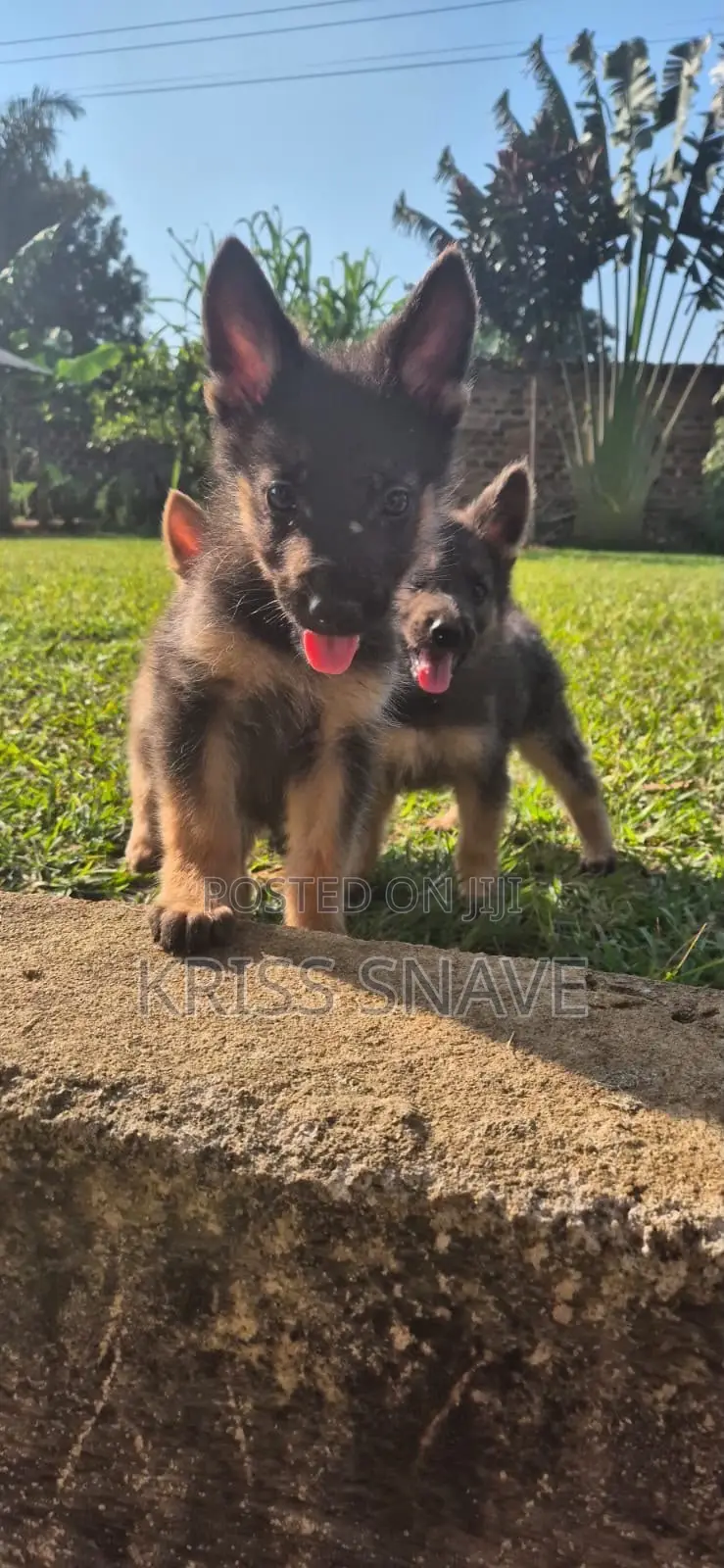 1-3 months Female Purebred German Shepherd