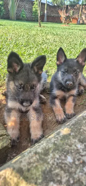 1-3 months Female Purebred German Shepherd