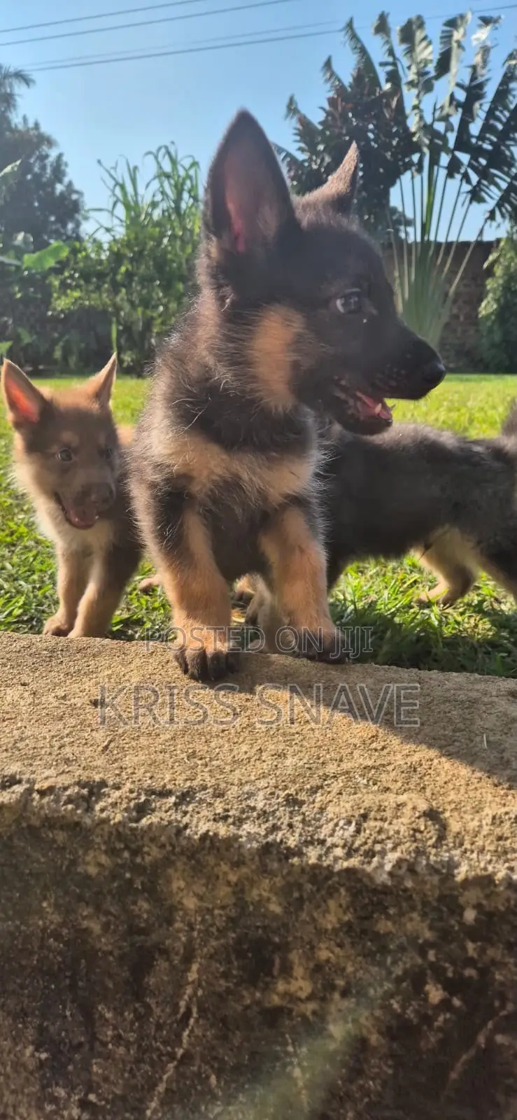 1-3 months Female Purebred German Shepherd