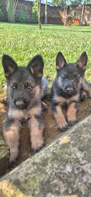 1-3 months Female Purebred German Shepherd