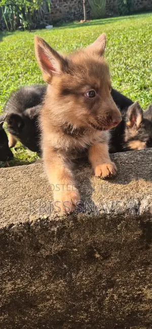 1-3 months Female Purebred German Shepherd
