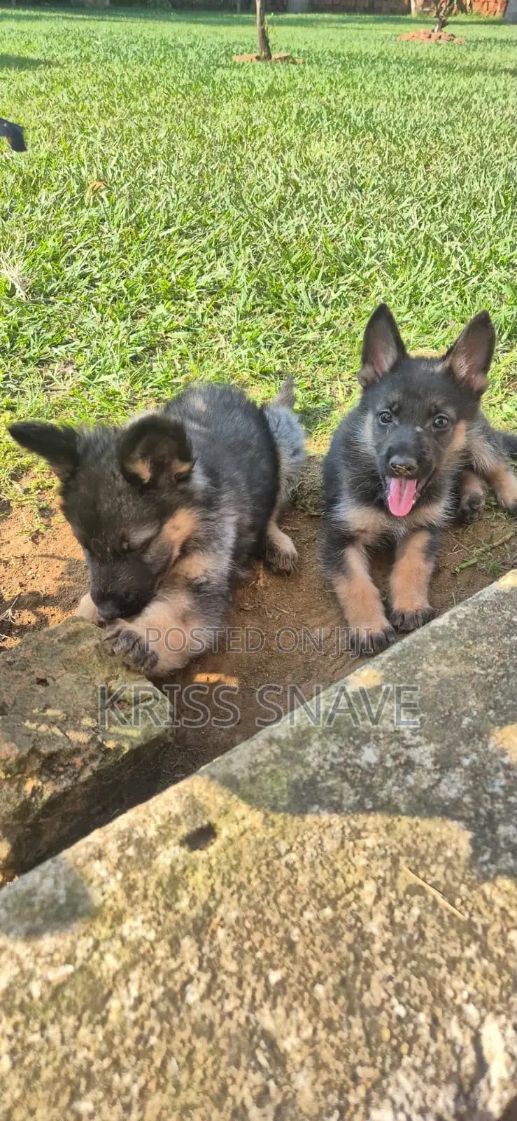 1-3 months Female Purebred German Shepherd
