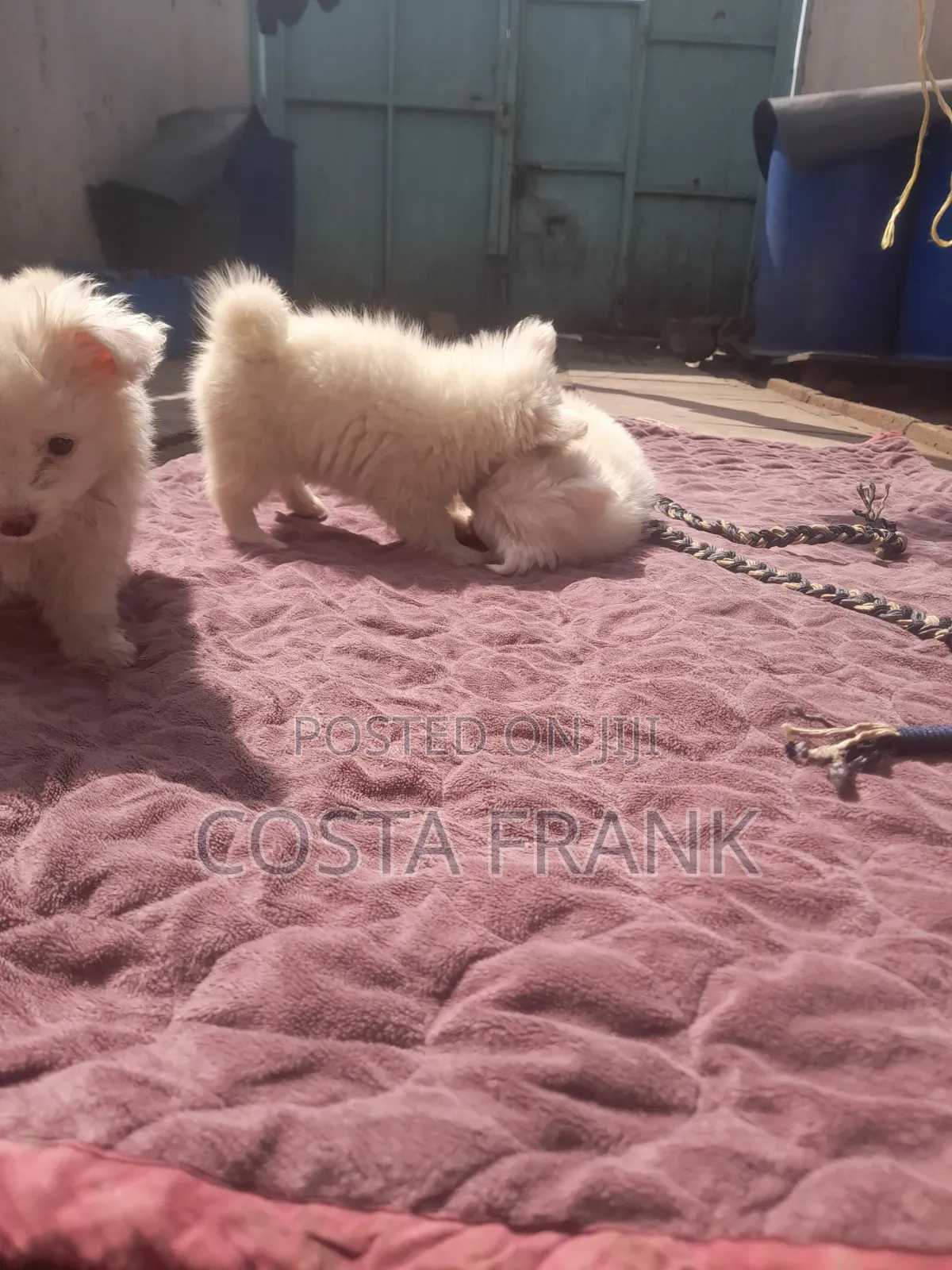1-3 months Male Purebred Japanese Spitz