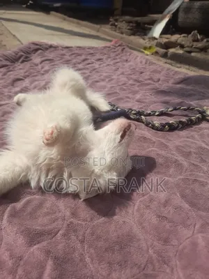 1-3 months Male Purebred Japanese Spitz