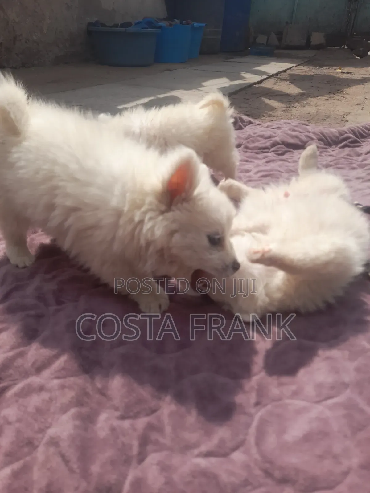 1-3 months Male Purebred Japanese Spitz