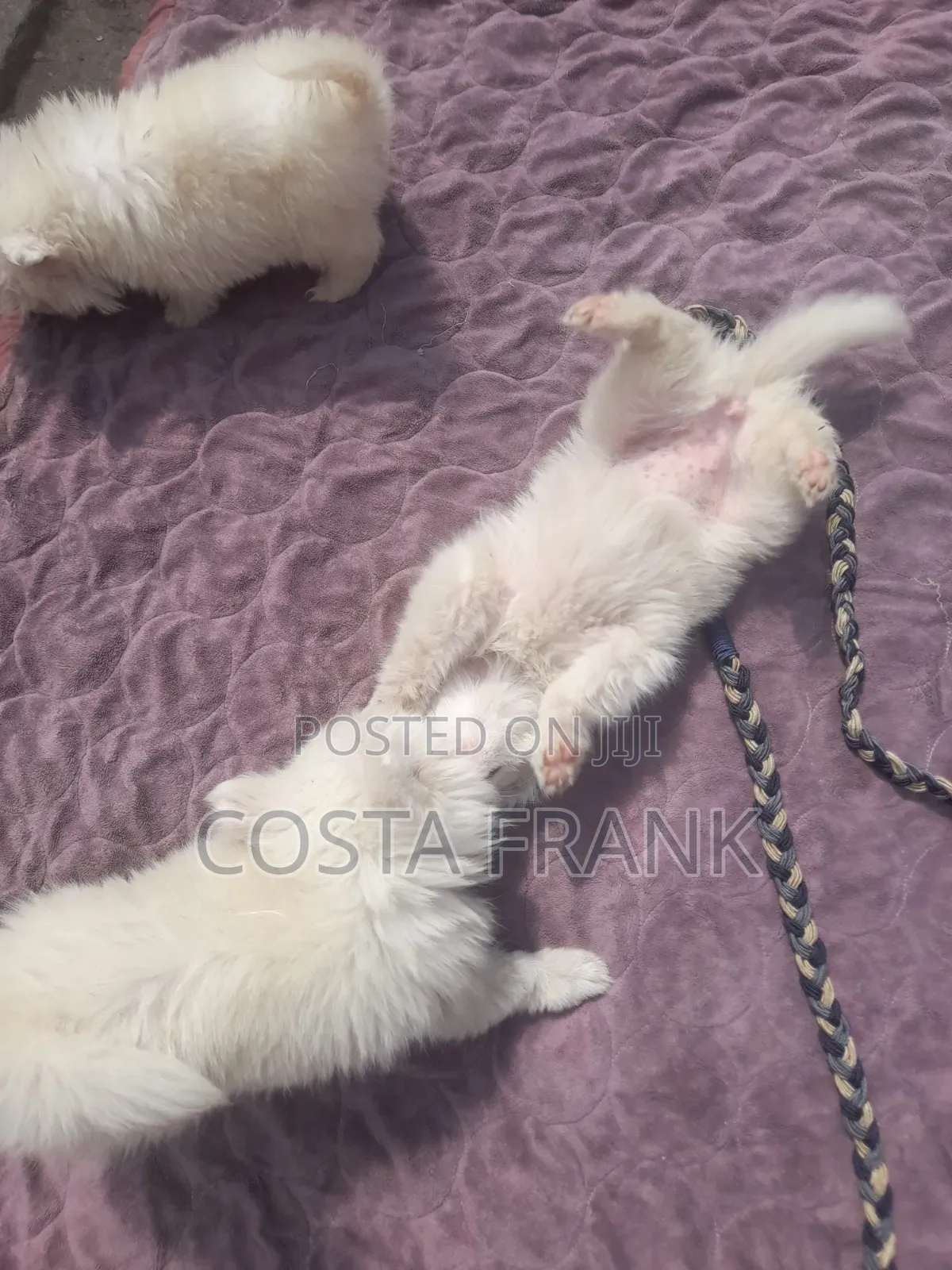 1-3 months Male Purebred Japanese Spitz