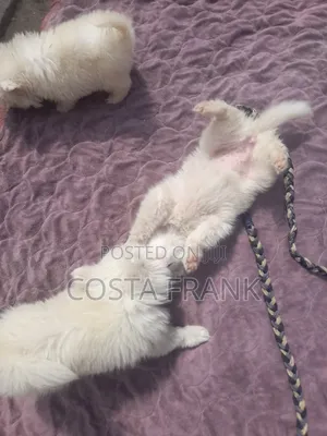 1-3 months Male Purebred Japanese Spitz