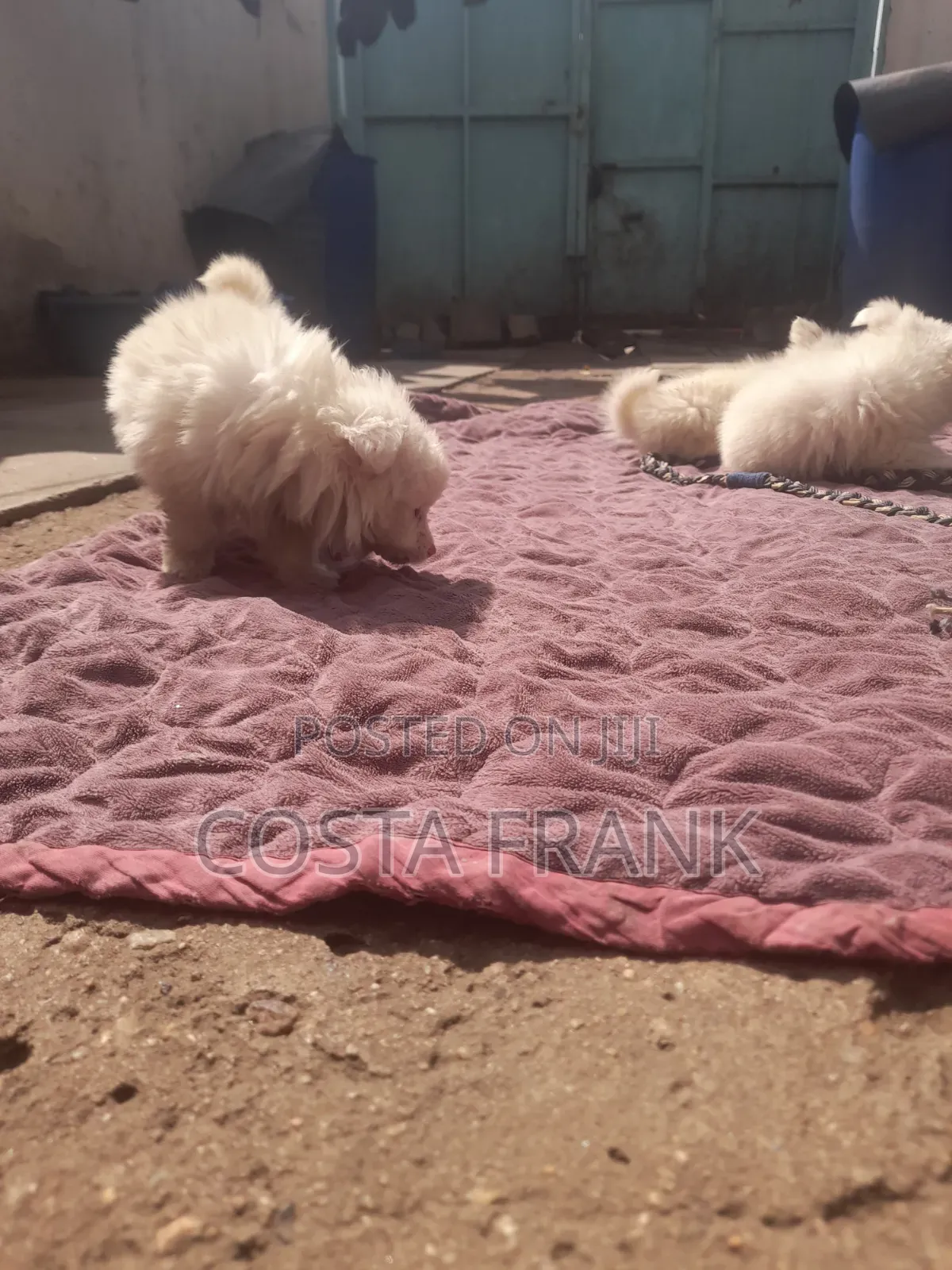 1-3 months Male Purebred Japanese Spitz