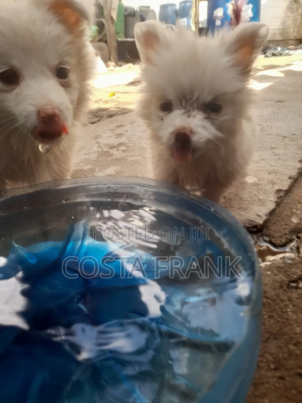 1-3 months Male Purebred Japanese Spitz