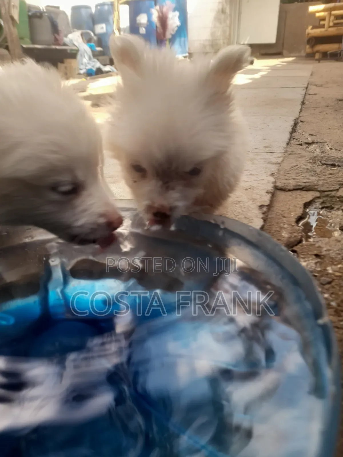 1-3 months Male Purebred Japanese Spitz