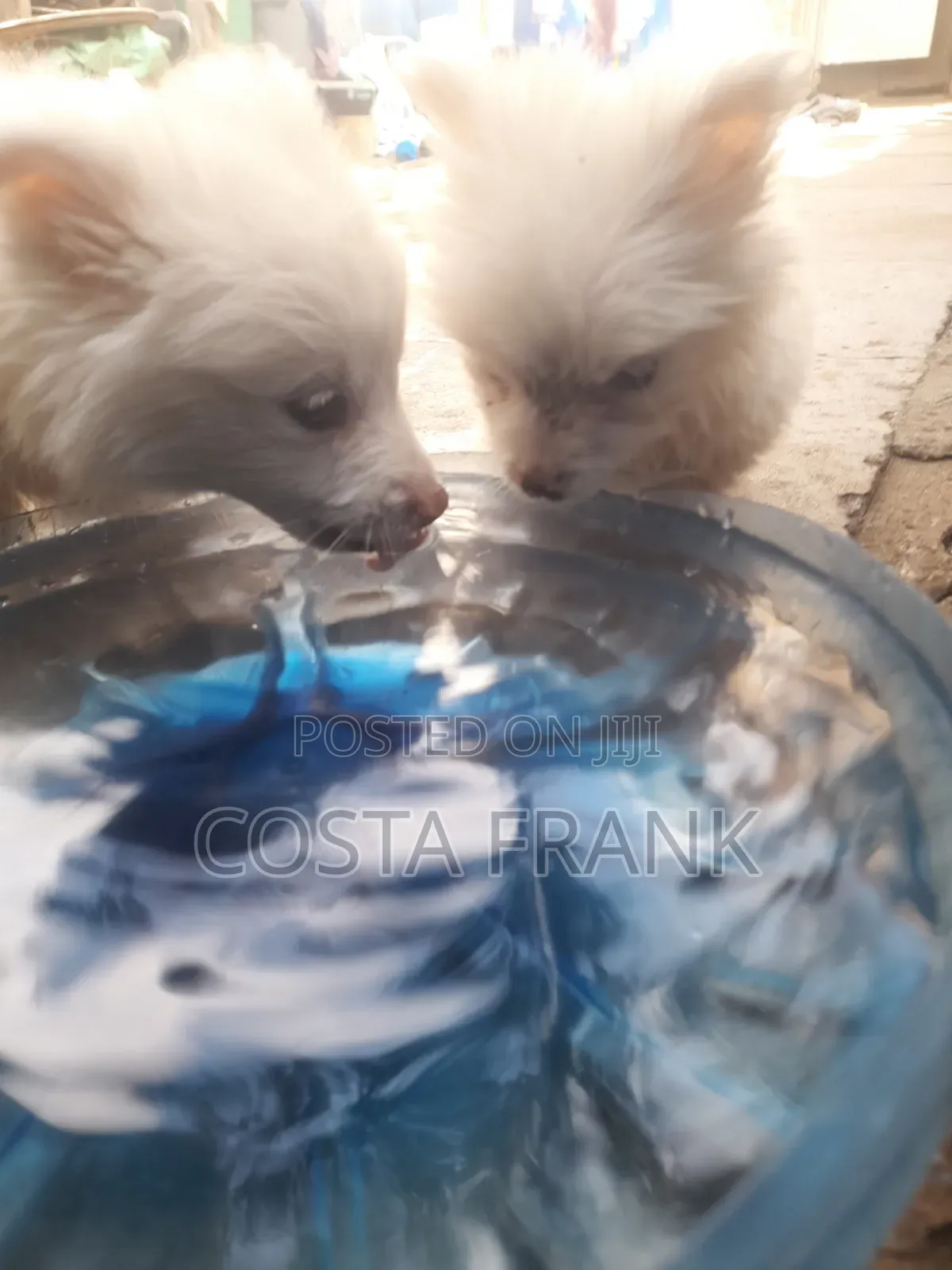 1-3 months Male Purebred Japanese Spitz