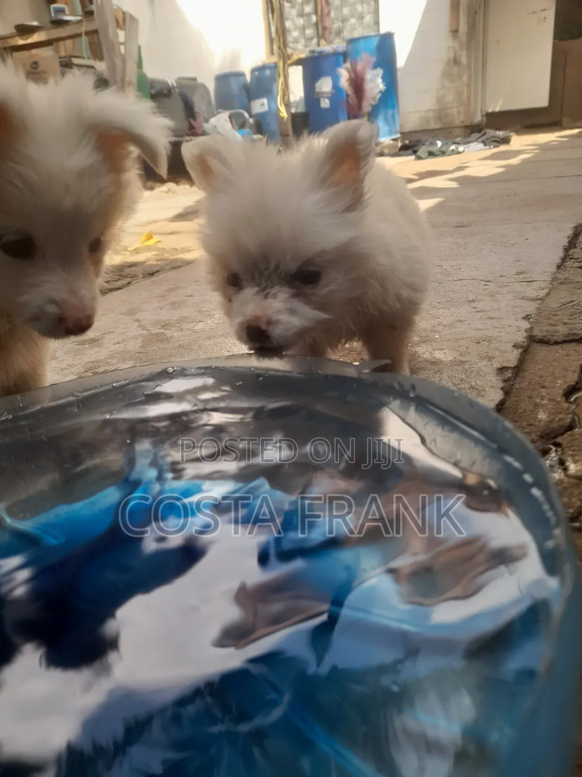 1-3 months Male Purebred Japanese Spitz