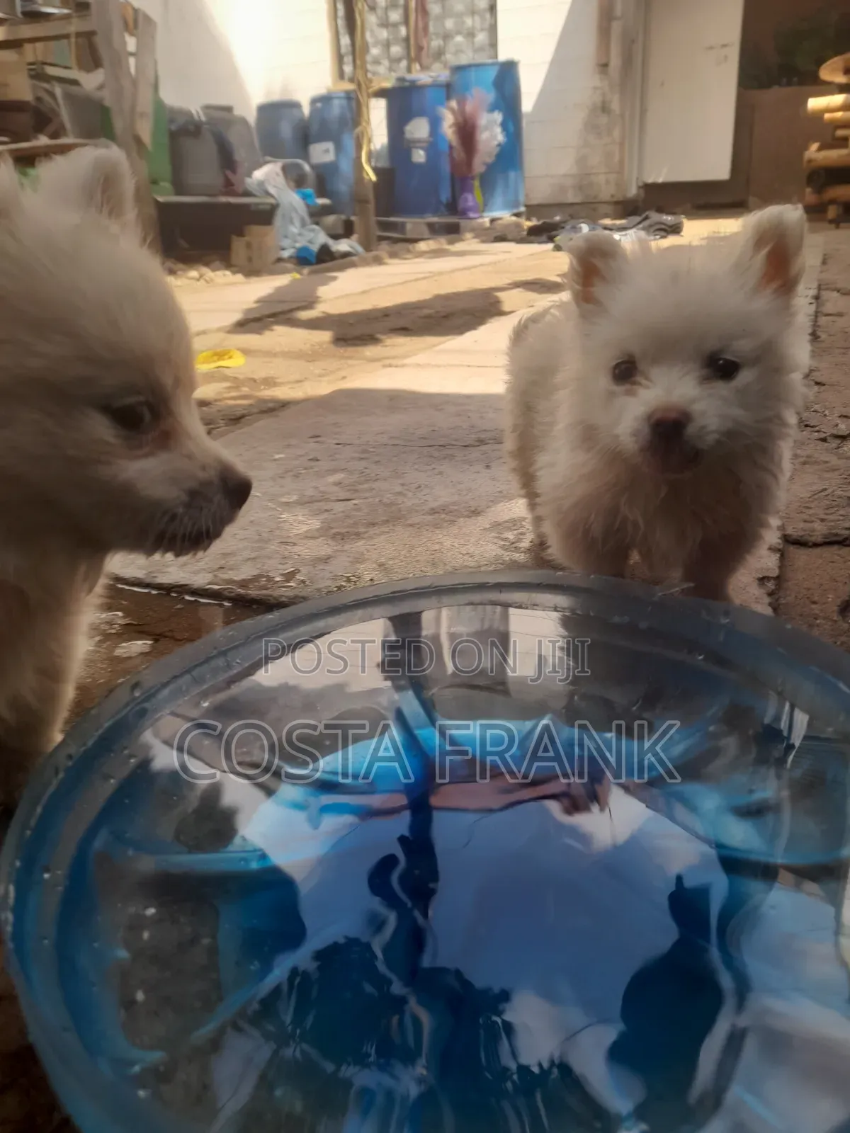 1-3 months Male Purebred Japanese Spitz