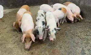3 Months Crossbreed of Duroc and Large White Piglets on Sale.