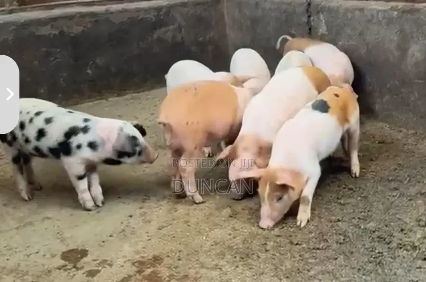 3 Months Crossbreed of Duroc and Large White Piglets on Sale.