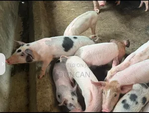 3 Months Crossbreed of Duroc and Large White Piglets on Sale.