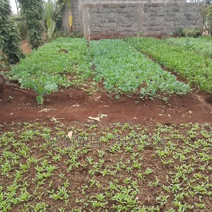 Green Capsicum Seedlings Hoho Bell Pepper