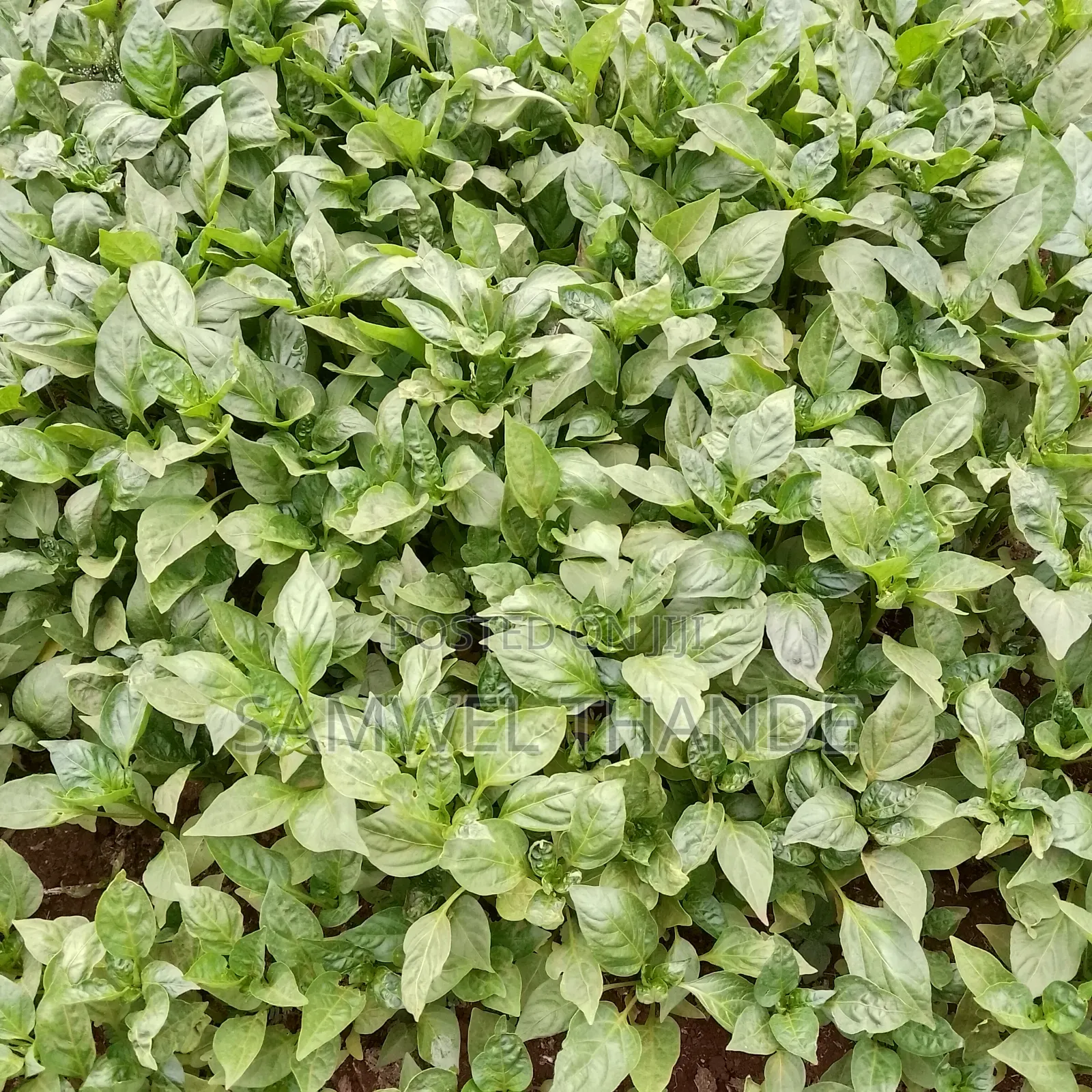 Green Capsicum Seedlings Hoho Bell Pepper