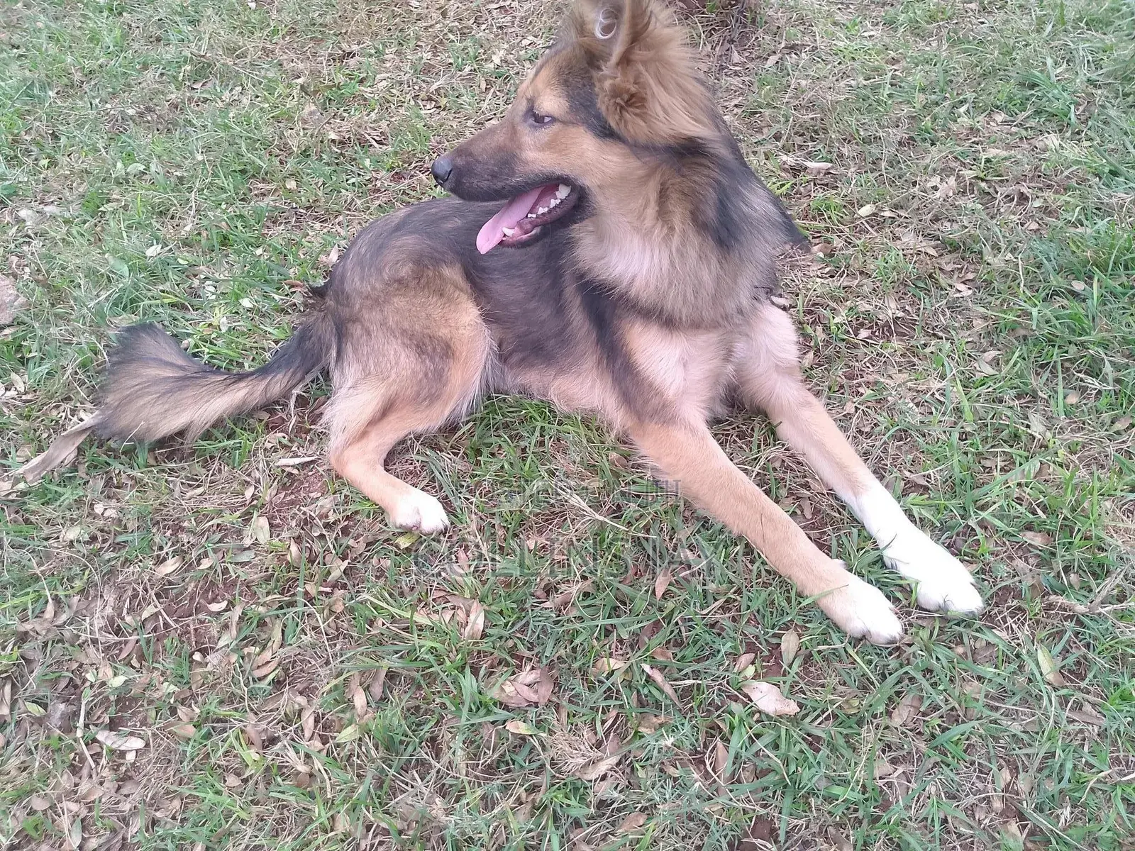 6-12 months Male Mixed Breed German Shepherd