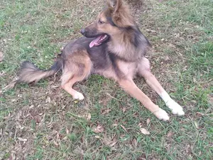 6-12 months Male Mixed Breed German Shepherd