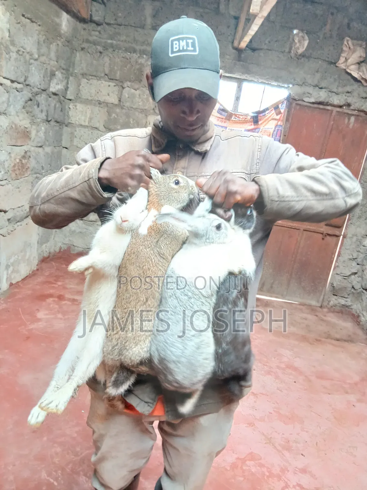 Am Selling Rabbit
