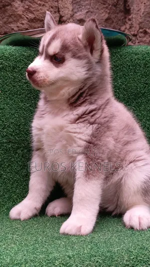 1-3 months Female Purebred Siberian Husky