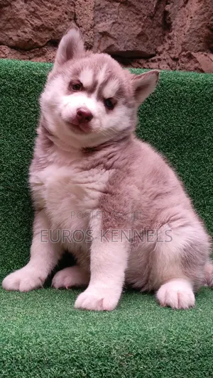 1-3 months Female Purebred Siberian Husky