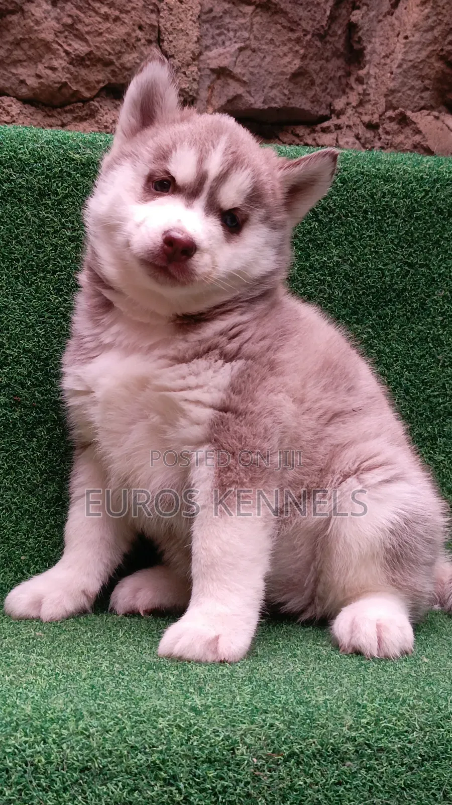 1-3 months Female Purebred Siberian Husky