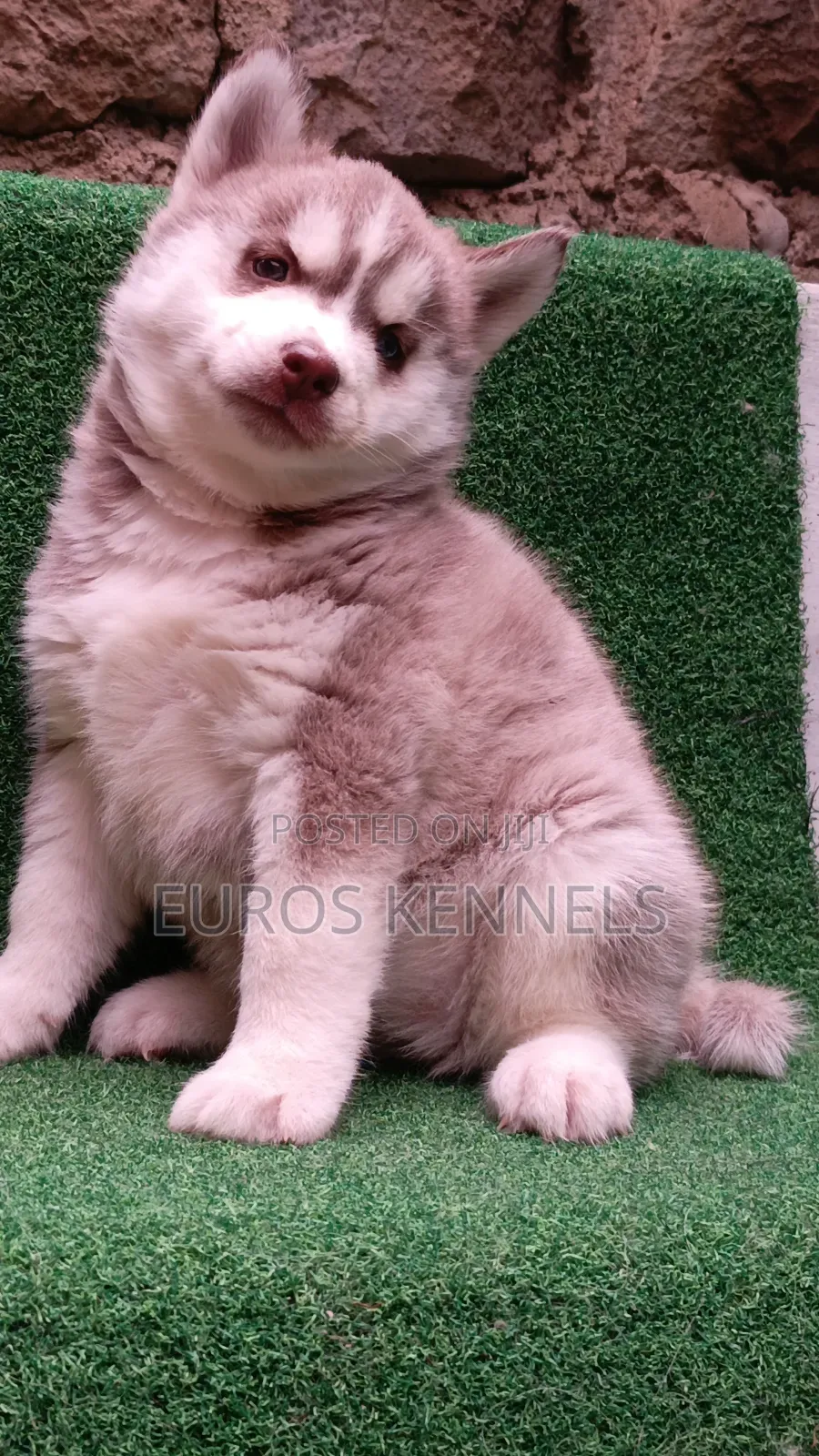 1-3 months Female Purebred Siberian Husky