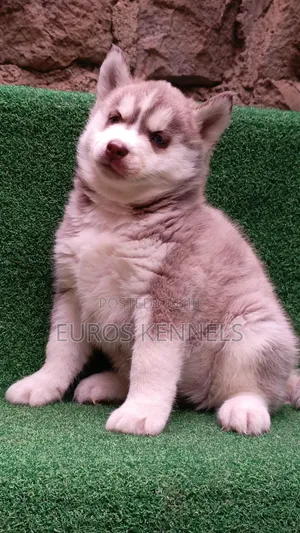 1-3 months Female Purebred Siberian Husky