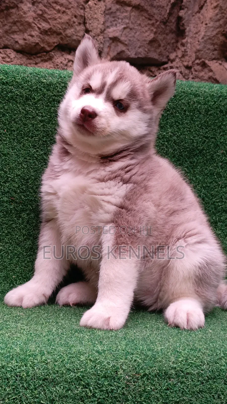 1-3 months Female Purebred Siberian Husky