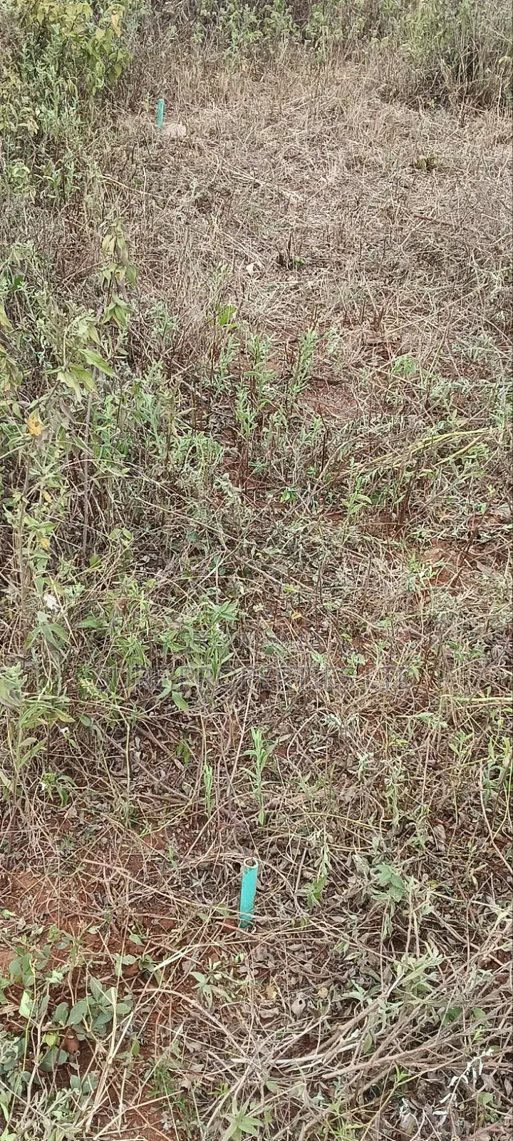 Kikuyu Prime 2 Acres in Nachu Mbomboini on Tarmac