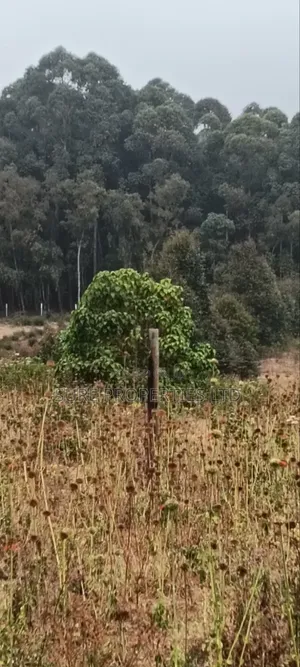50x100 Plot in Thigio, Lusingetti