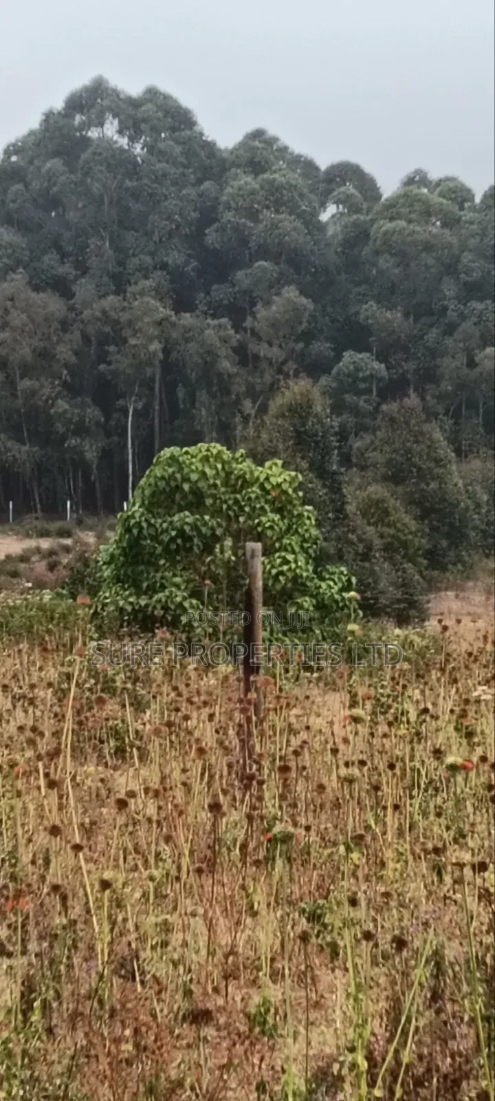 50x100 Plot in Thigio, Lusingetti