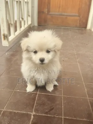 1-3 months Female Mixed Breed Dog