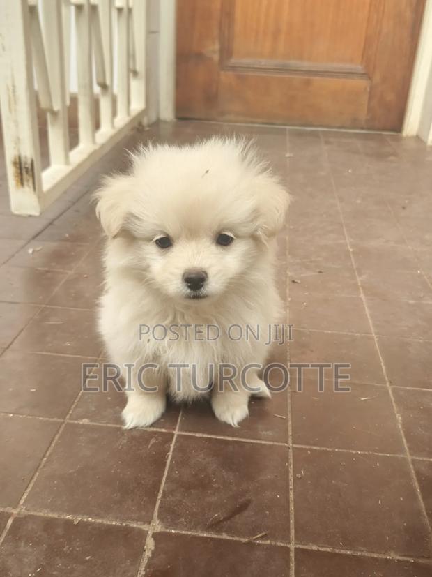 1-3 months Female Mixed Breed Dog