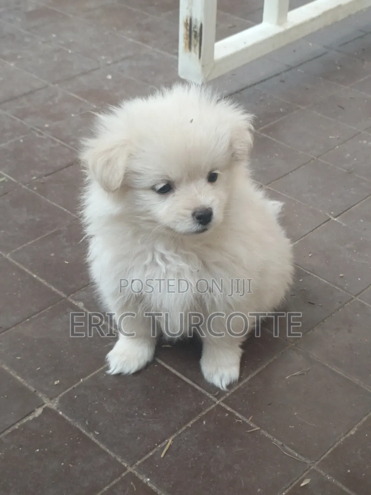 1-3 months Female Mixed Breed Dog