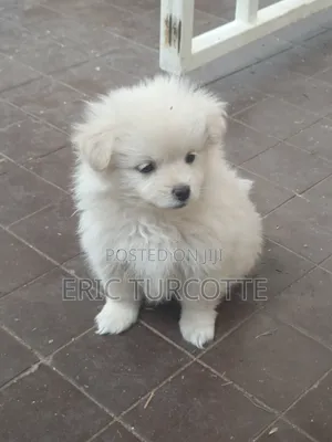 1-3 months Female Mixed Breed Dog