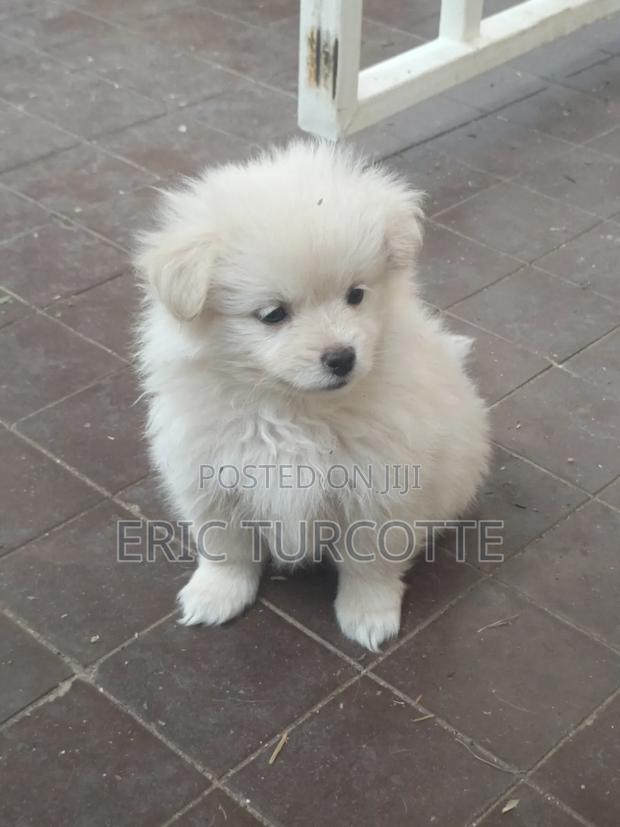 1-3 months Female Mixed Breed Dog - thumbnail 2