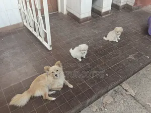 1-3 months Female Mixed Breed Dog