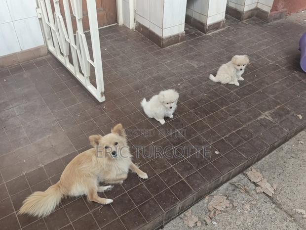 1-3 months Female Mixed Breed Dog - thumbnail 4