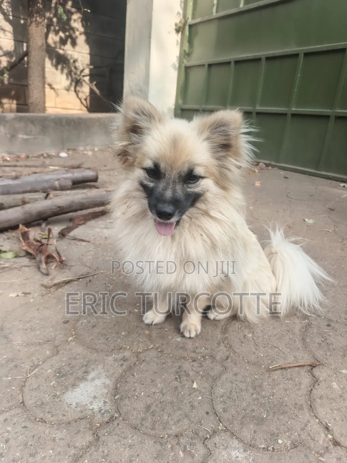 1-3 months Female Mixed Breed Dog