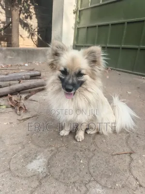 1-3 months Female Mixed Breed Dog