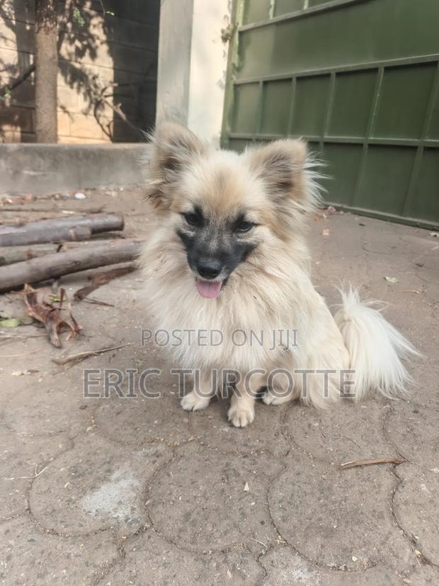 1-3 months Female Mixed Breed Dog - thumbnail 5
