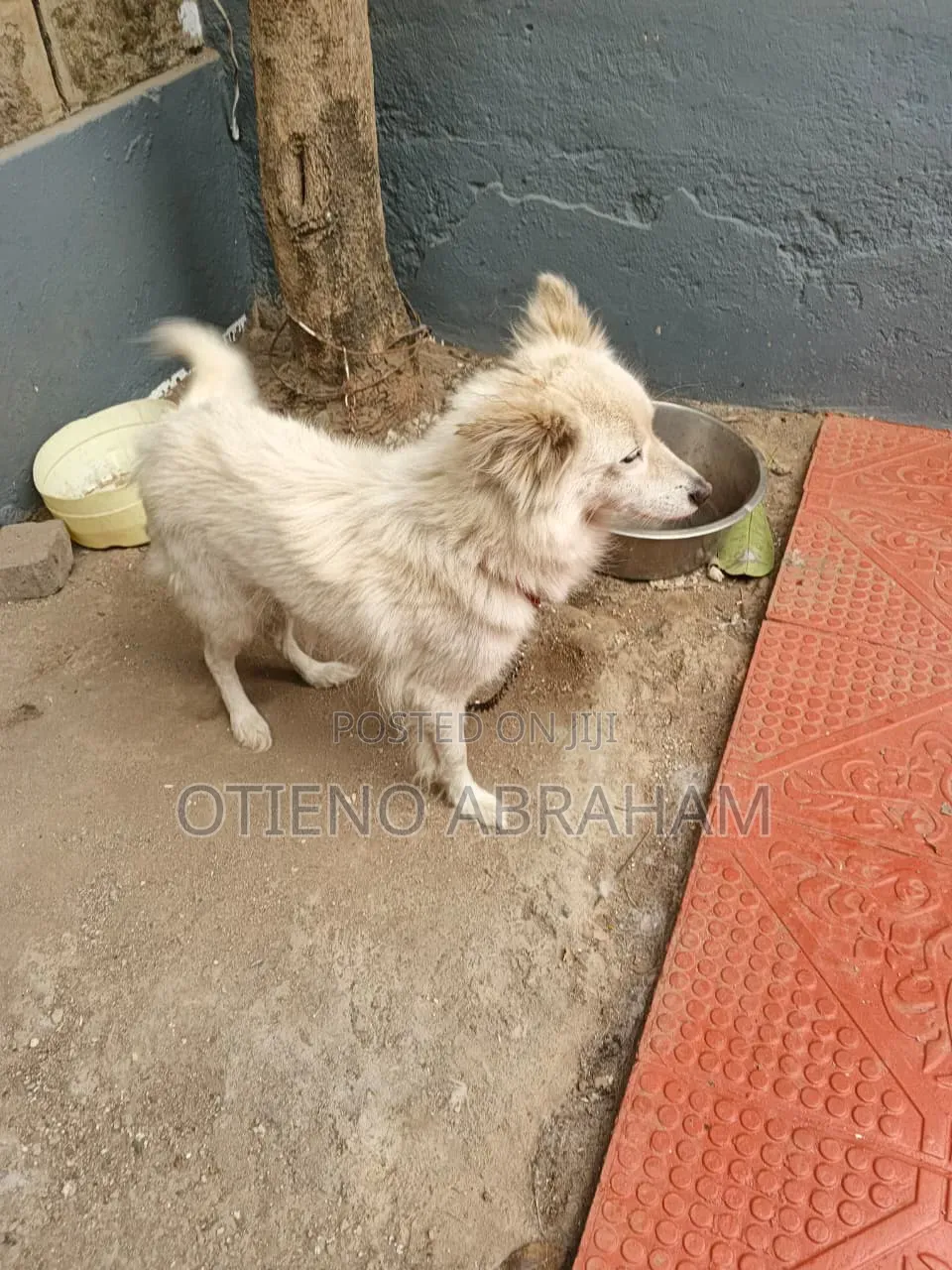 1+ year Female Purebred Japanese Spitz