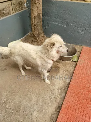 1+ year Female Purebred Japanese Spitz