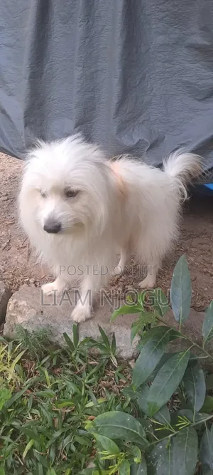 1+ year Male Mixed Breed Maltese